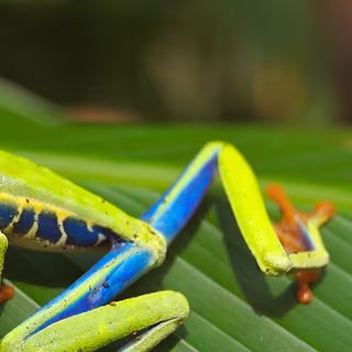 Agalychnis callidryas est plus connu sous le nom de rainette aux yeux rouges. Et à la voir en photo, on comprend tout de suite pourquoi. Même si son corps est parfois vert feuille, comme ici, et d’autres fois vert foncé, ses yeux sont toujours rouges, globuleux et avec une pupille verticale. Ils lui serviraient à se protéger des prédateurs. Au repos, ils sont en effet cachés par des paupières closes. Et peuvent effrayer les indésirables lorsque la grenouille ouvre subitement ses yeux.Mais les prédateurs de Agalychnis callidryas restent assez nombreux, malgré la présence également de substances toxiques sur sa peau. On la trouve surtout sur la côte de la mer des Caraïbes où elle peuple les forêts tropicales humides. © TpsDave, Pixabay, DP