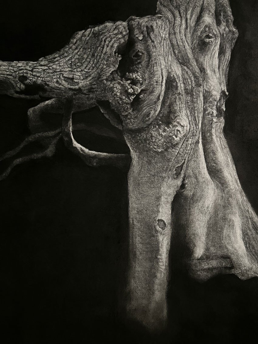 Sabina Timmermans, Roots, 2024, fusain sur papier (collection de l'artiste). © Connaissance des Arts / Léana Da Silva