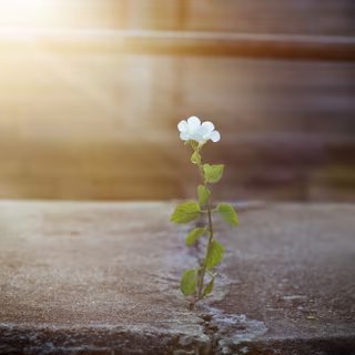 Soyez curieux de la biodiversité urbaine et observez les herbes folles qui poussent en ville. © Ipopba, Adobe Stock