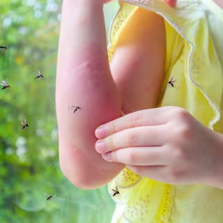 Toujours piqué par les moustiques ? Les chercheurs dévoilent le secret qui les attire. © Kwangmoozaa, iStock