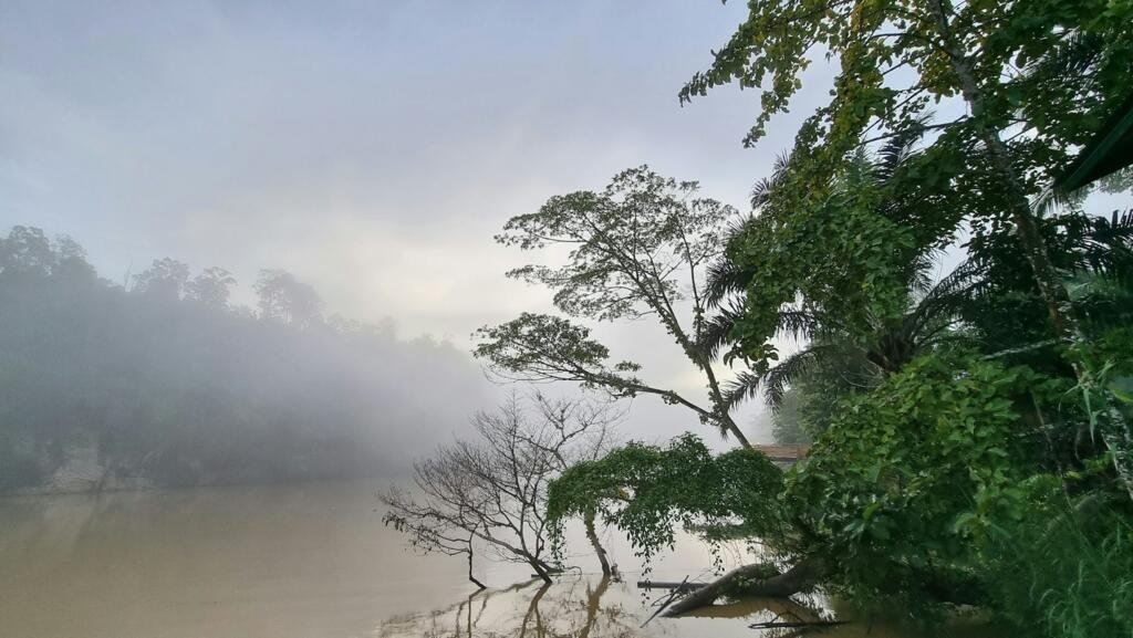 La plaine de la Kinabatangan est un hotspot de biodiversité désormais intégré à la Kinabatangan Biosphere Reserve (KBR) de l’Unesco.