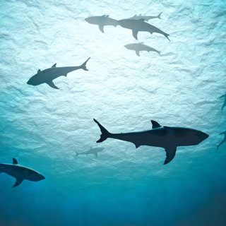 Parmi la mégafaune marine, les requins seraient particulièrement en danger. © Vchalup, Adobe Stock