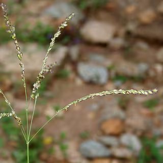 Alloteropsis est un genre d'herbe de la famille des poacées. © J.M. Garg, Wikipédia, cc by 3.0