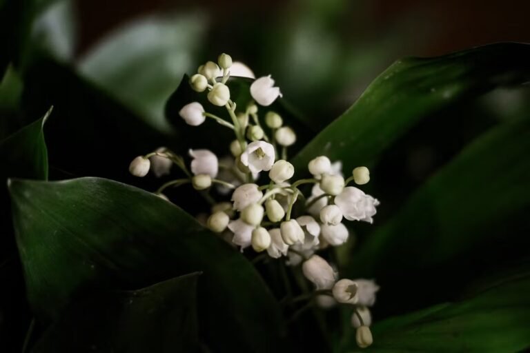 Muguet du 1ᵉʳ-Mai : sous la magie blanche de ses clochettes, un redoutable poison