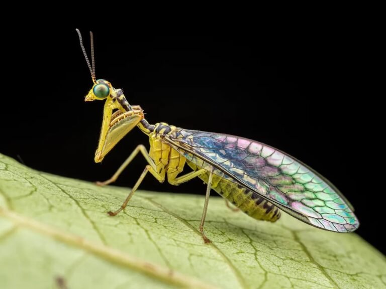Araignées bleues, papillons à plumes… cette région d’Afrique cachait un monde presque inconnu
