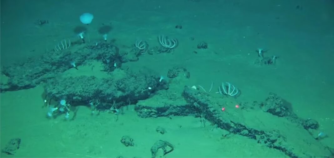 Cette découverte révèle le plus grand « cimetière » de baleines connu, vieux de plusieurs millions d'années !