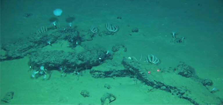 Cette découverte révèle le plus grand « cimetière » de baleines connu, vieux de plusieurs millions d'années !