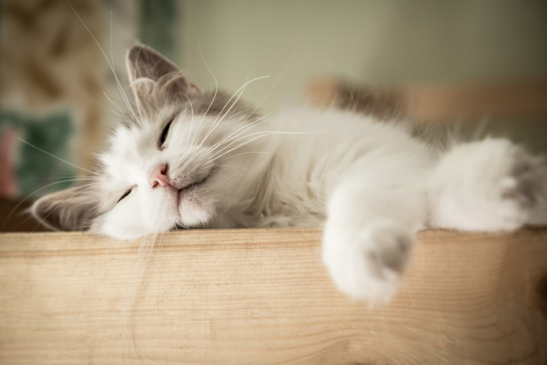 Dormir 16 h par jour sans se faire surprendre : voici la ruse fascinante des chats révélée par les chercheurs