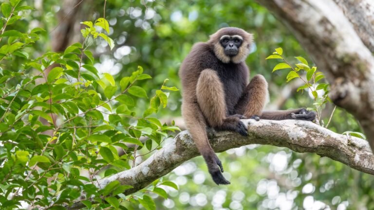 Il veut sauver Bornéo sans donner de leçons : la méthode Kalaweit bouscule l’écologie classique