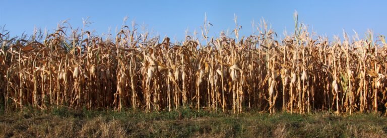 La chaleur extrême menace d'exploser les prix des fruits et légumes en 2026