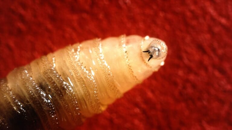 La photo de la semaine : ce parasite qui mange la chair vivante vient de refaire surface !