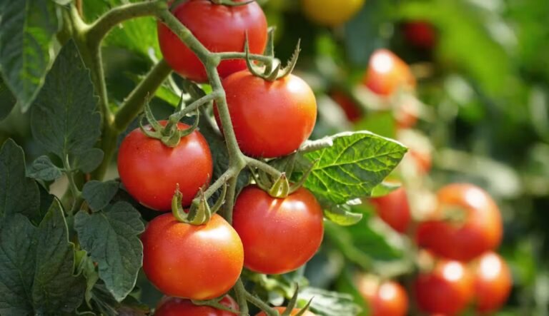 Peut-on manger de la tomate quand on a du cholestérol ?  La réponse d'une médecin nutritionniste.