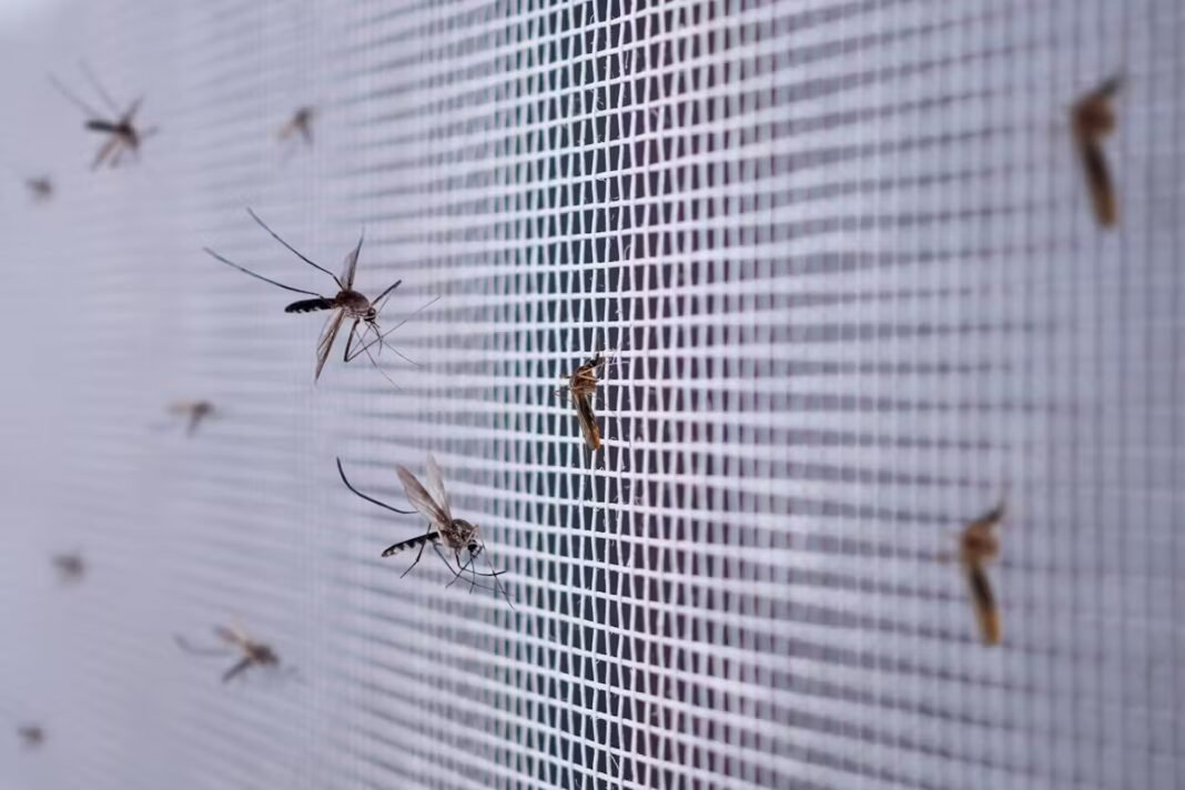 Pourquoi Google veut lâcher 32 millions de moustiques dans deux États américains