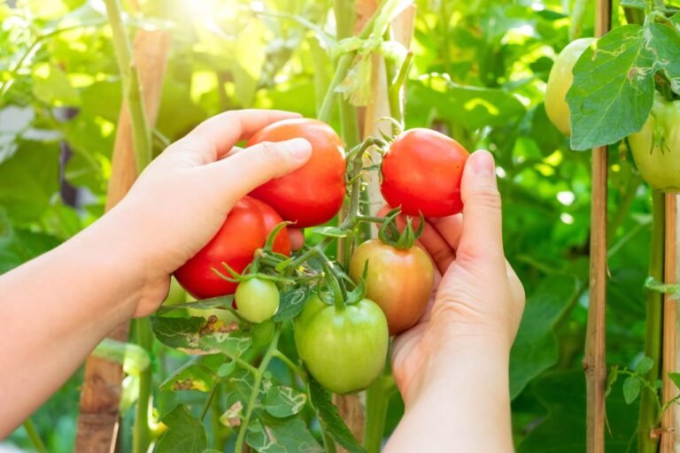 Tomates en pleine chaleur : les gestes de pro qui peuvent sauver votre récolte