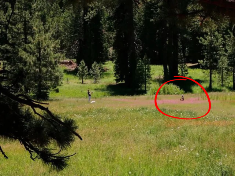 Voici ce que ce randonneur a surpris dans l'un des plus beaux parcs nationaux et c'est plus grave qu'on ne le croit