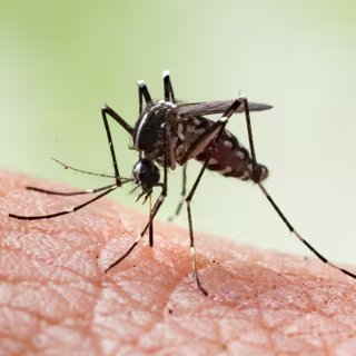 Moustique de l'espèce Aedes aegypti, vecteur commun de maladies. © frank29052515, Adobe Stock.
