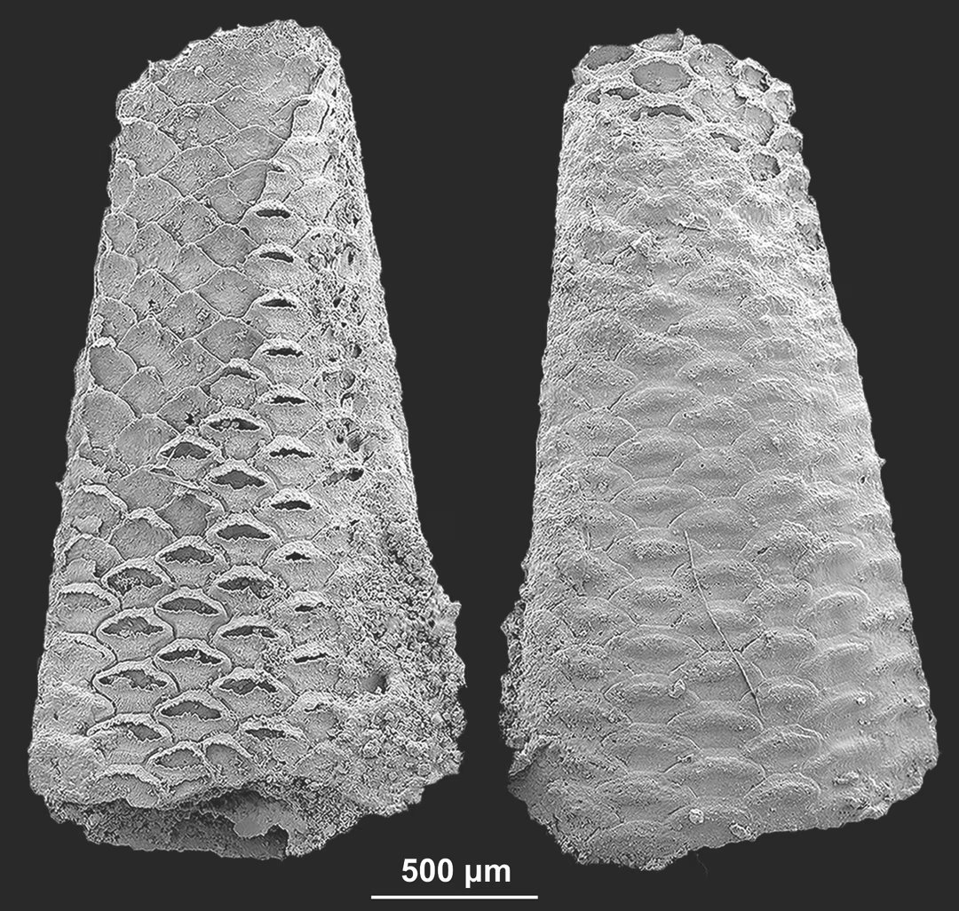 bryozoaires fossiles