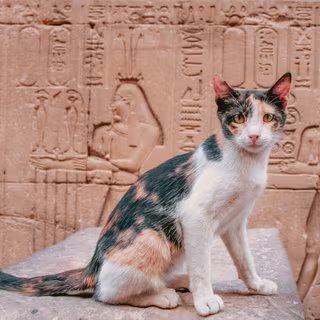 On s'est trompé pendant des décennies sur l'origine de nos chats domestiques selon une nouvelle étude 2 Le culte secret des chats en Égypte : une vénération millénaire. © EyeEm Mobile GmbH, iStock