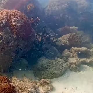 Pendant plus de 1 000 jours, une caméra sous-marine installée dans le port de Miami a enregistré en continu l’évolution d’un récif, révélant un phénomène inattendu. © Coral Morphologic, YouTube