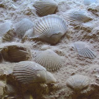 Les coquillages sont des organismes marins, alors comment se fait-il qu'on en retrouve autant, sous forme fossile, dans les environnements montagneux ? © K.M=KARIBITO, Adobe Stock