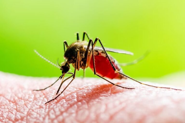 C’est quoi ce virus West Nile qui a fait un premier cas dans les Pyrénées-Orientales ?