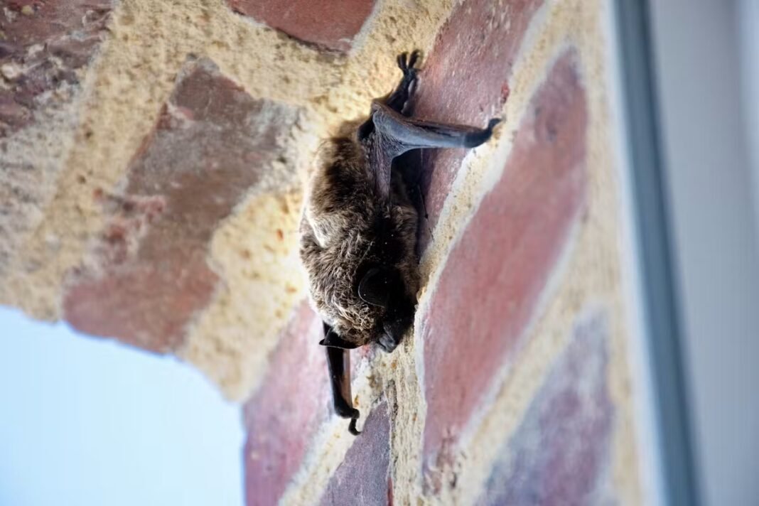 Deux cas de rage chez des enfants Outre-Atlantique, dont un mortel : les bons réflexes en cas de contact avec une chauve-souris