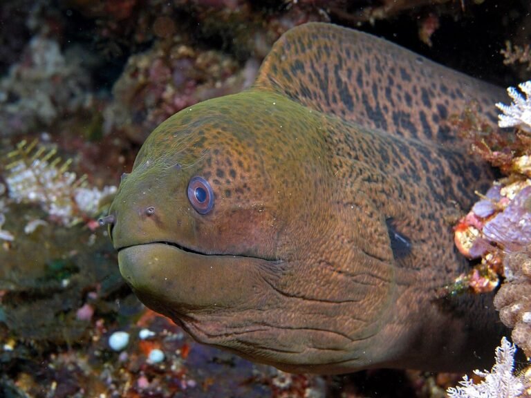 La murène géante fait équipe avec d’autres poissons pour chasser
