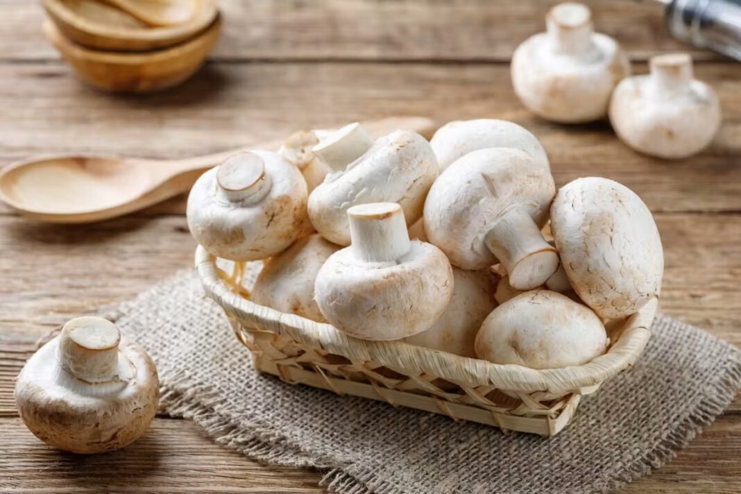 Manger des champignons le soir : bonne ou mauvaise idée ? Manger des champignons le soir : bonne ou mauvaise idée ?
