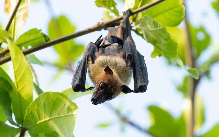 Une fillette de 6 ans mordue par une chauve-souris enragée, quels sont les risques ?