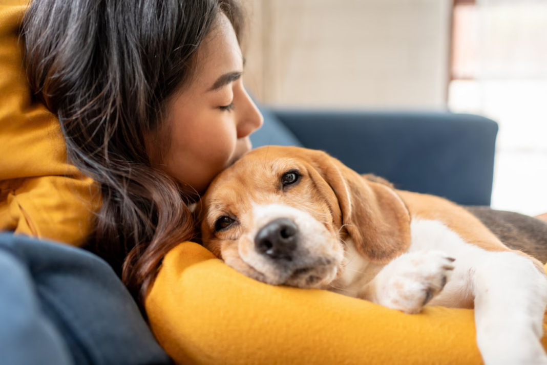 Voici pourquoi vous ressemblez sans doute à votre chien selon des chercheurs Voici pourquoi vous ressemblez sans doute à votre chien selon des chercheurs