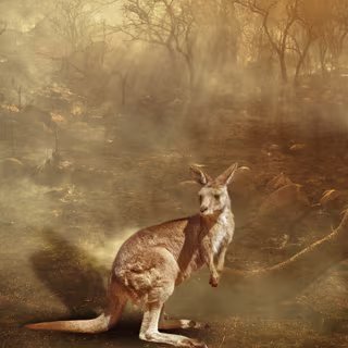 Près de 3 milliards d'animaux auraient été touchés directement ou indirectement par les incendies. © bennymarty, Adobe Stock
