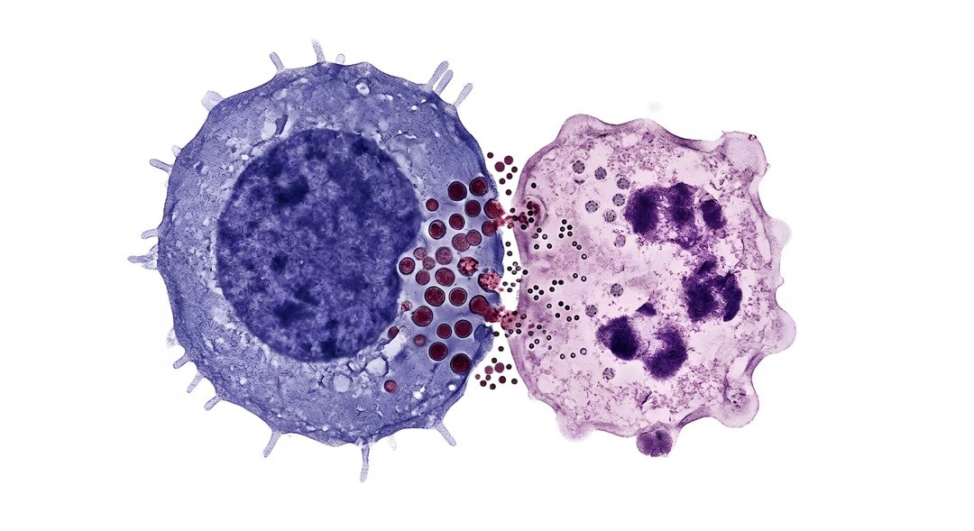 cancer cellule destruction