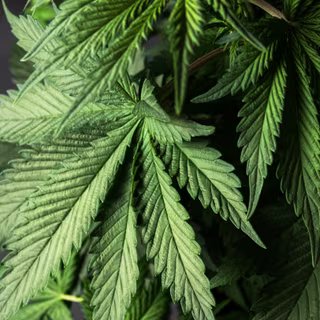 Le cannabis et le chanvre sont cultivés depuis des millénaires aux quatre coins du monde. © Larygin Andrii, Adobe Stock