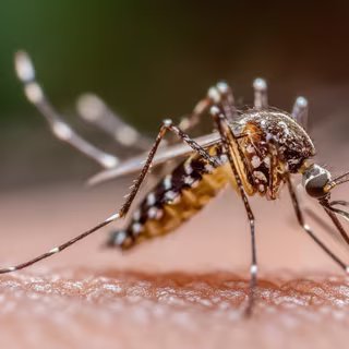 Dengue, chikungunya, Zika : voici ce qui se passe dans un moustique avant qu’il puisse vous infecter 3 Quelque 154 cas de chikungunya ont été recensés en France à la mi-août. Ce record est attribué au réchauffement climatique qui favorise la prolifération des moustiques. © Antonio, Adobe Stock