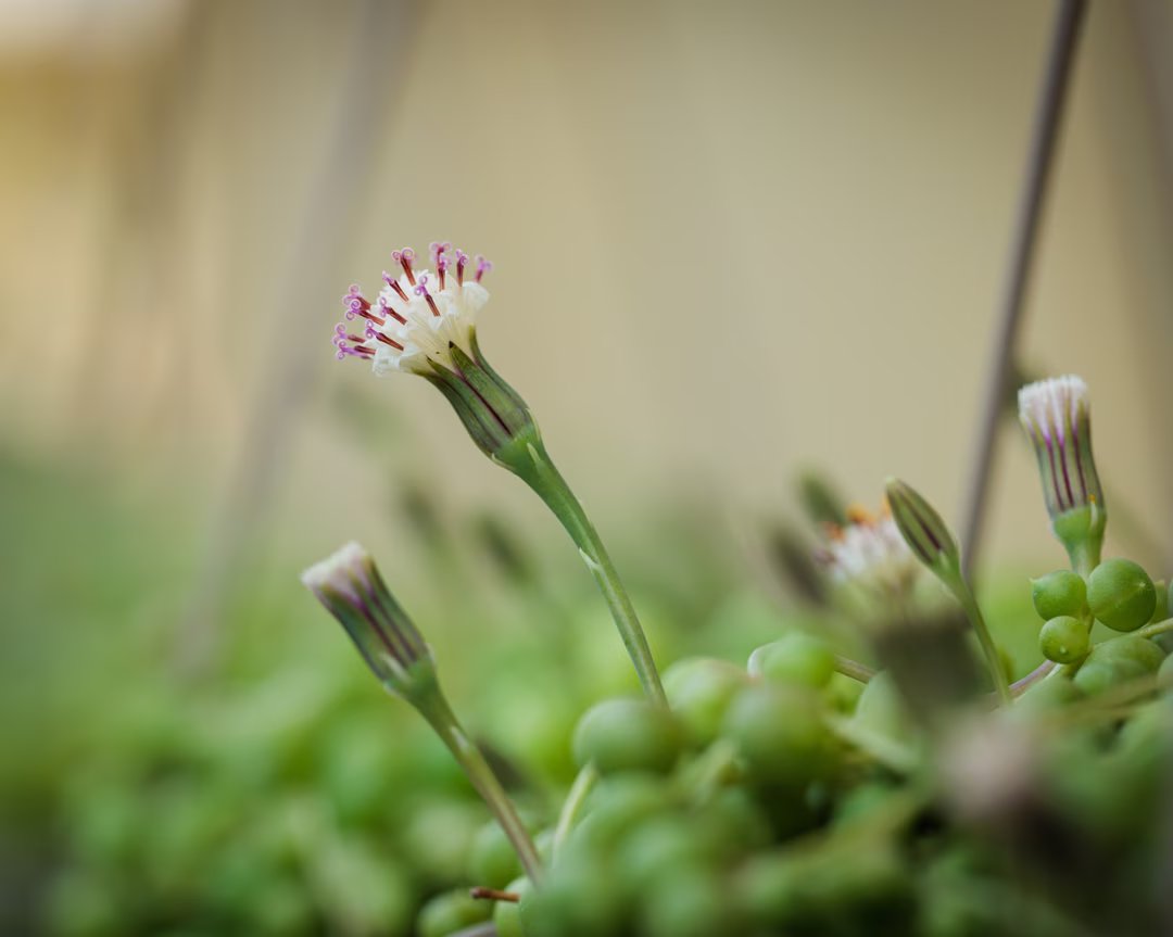 La plante de la semaine : cette succulente transforme la sécheresse en un spectaculaire collier végétal 2 seneçon de rowley plante semaine 3