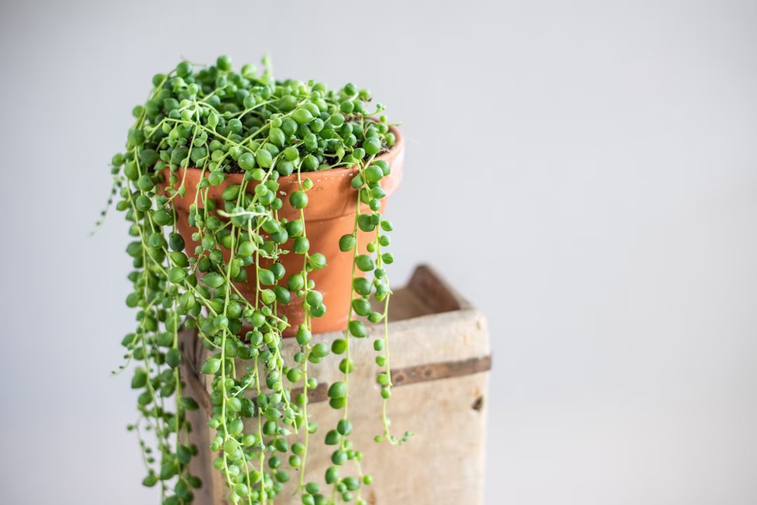 La plante de la semaine : cette succulente transforme la sécheresse en un spectaculaire collier végétal 4 seneçon de rowley plante semaine 4