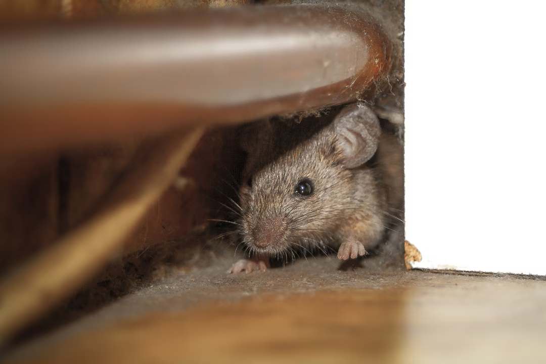 souris cannelle