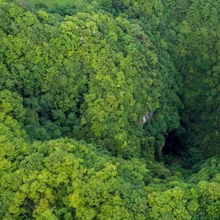 Ces gouffres découverts en Chine se trouvent dans une forêt humide et, difficilement accessibles, abritent une biodiversité préservée. © Ma Lie in Xi'an, Chinadaily.com.cn