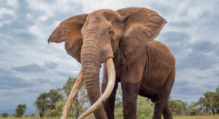 Voici pourquoi les plus vieux animaux jouent un rôle essentiel pour la survie de leur groupe selon les scientifiques