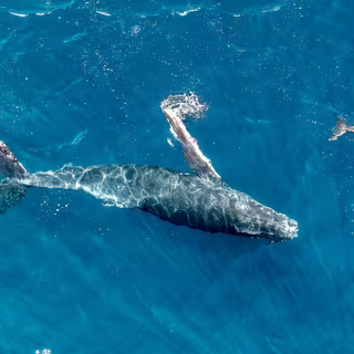 Et si les baleines et les dauphins partageaient bien plus qu’on croit ? © Srdronography, iStock