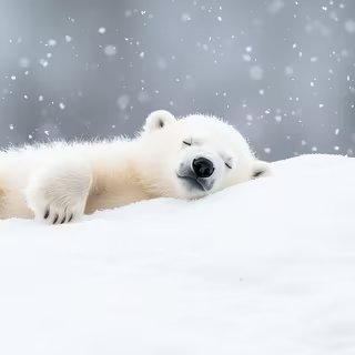 Une équipe internationale de chercheurs a rassemblé un précieux ensemble de données sur les comportements des ourses polaires et de leurs oursons lorsqu’ils quittent leur tanière au printemps. © BOJOShop, Adobe Stock